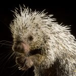 A Prehensile-Tailed Porcupine poses for a photo at the Oregon Zoo.